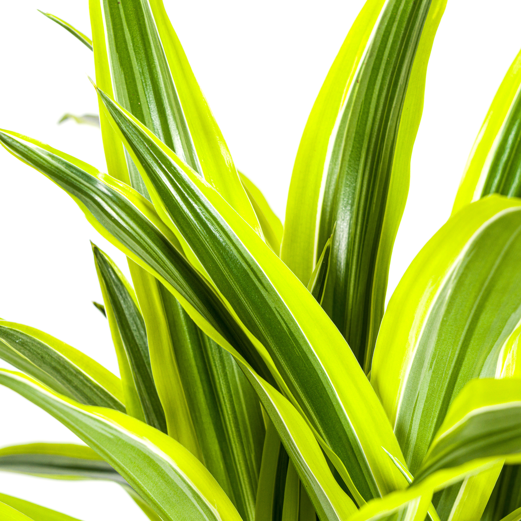 La Green Touch - Dracaena Deremensis Lemon Vert Clair - D27 H170cm - Image 2
