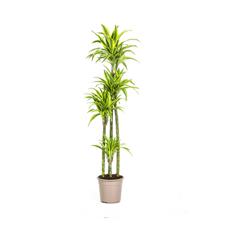 Dracaena Deremensis Lemon Vert Clair - D27 H170cm