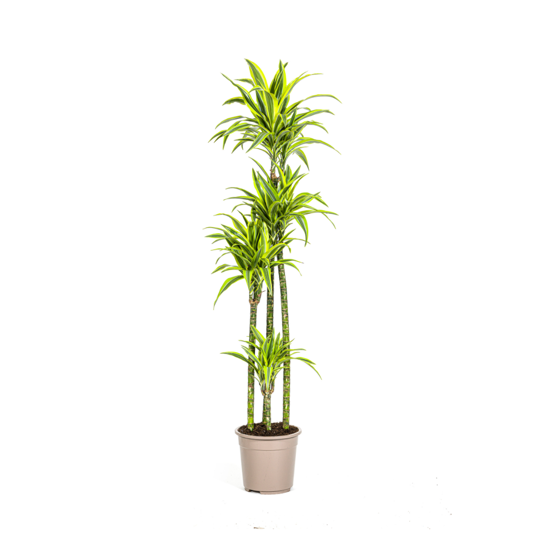 Dracaena Deremensis Lemon Vert Clair - D27 H170cm
