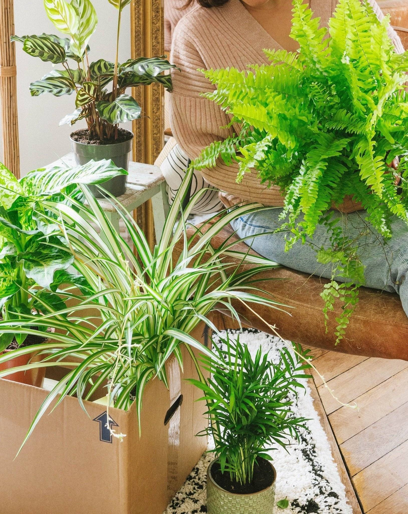 Coffret Plantes Dépolluantes Cm