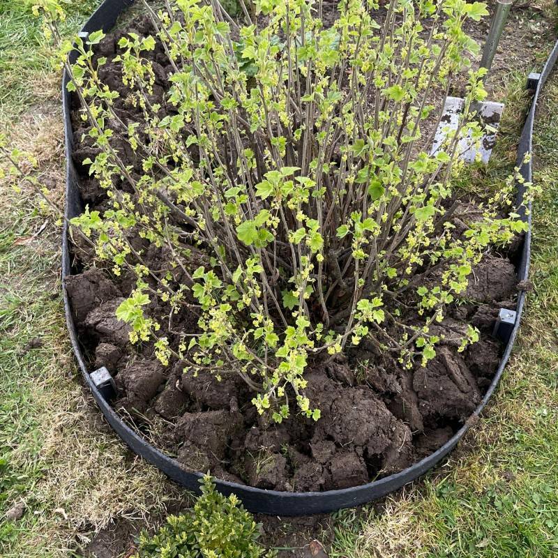 Jardinex - Bordure de jardin flexible JARDINEX 10 m - Noir 19 cm - Jardinex - Imagen 3