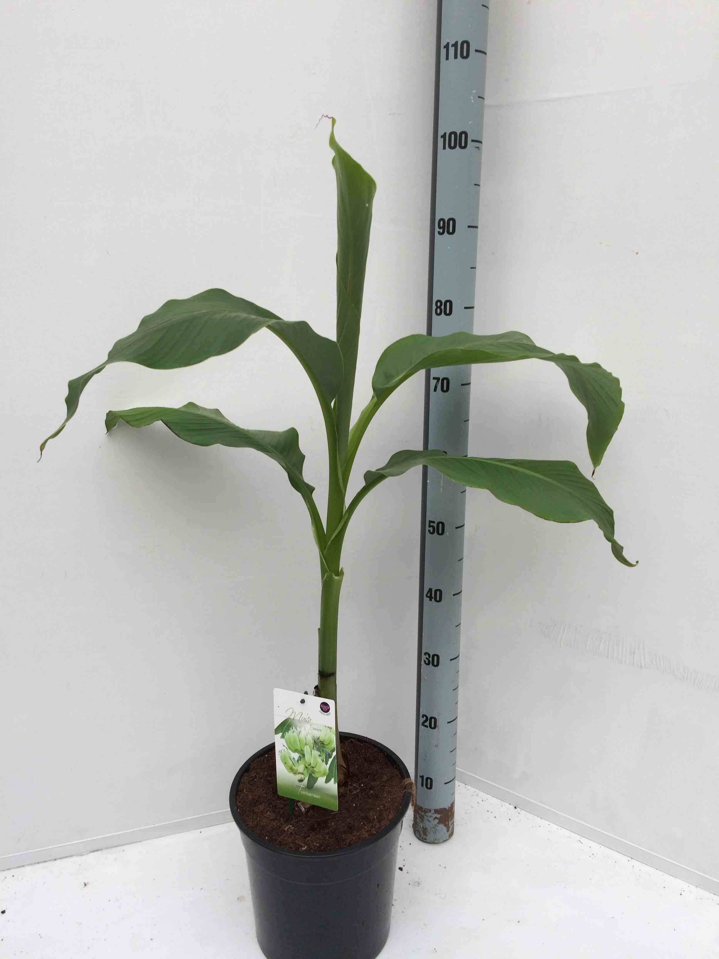 0 - Musa basjoo x hybridum (Bananier rustique) Pot de 50 litres - 120/140 cm multi troncs - Image 2