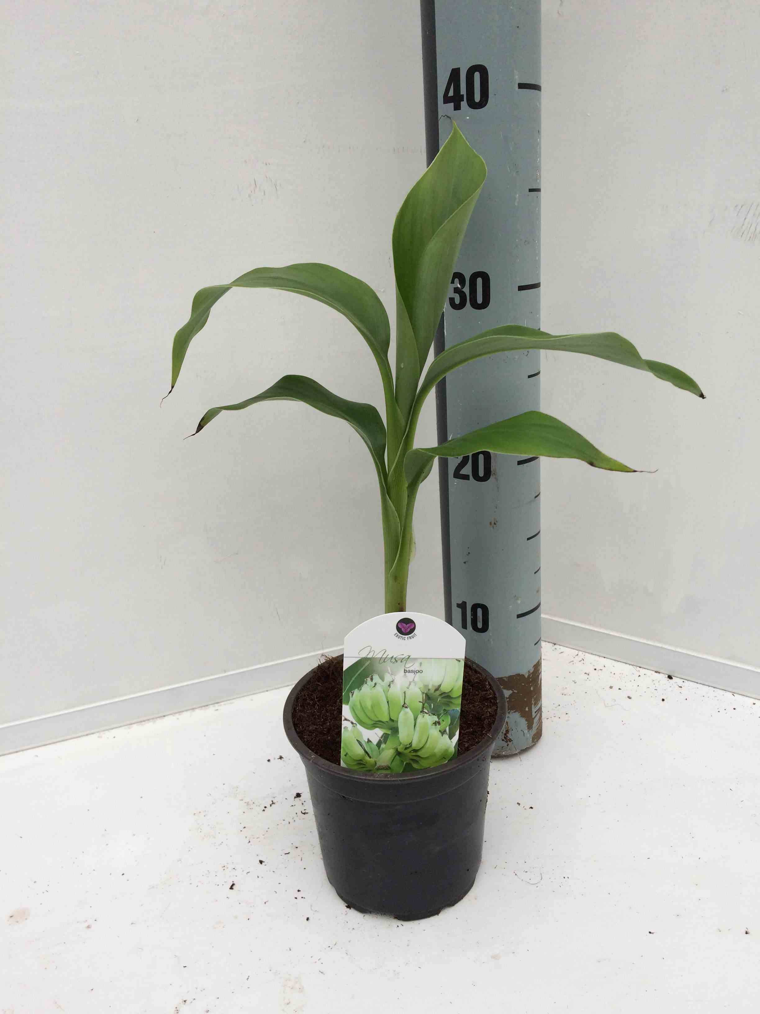 0 - Musa basjoo x hybridum (Bananier rustique) Pot de 50 litres - 120/140 cm multi troncs