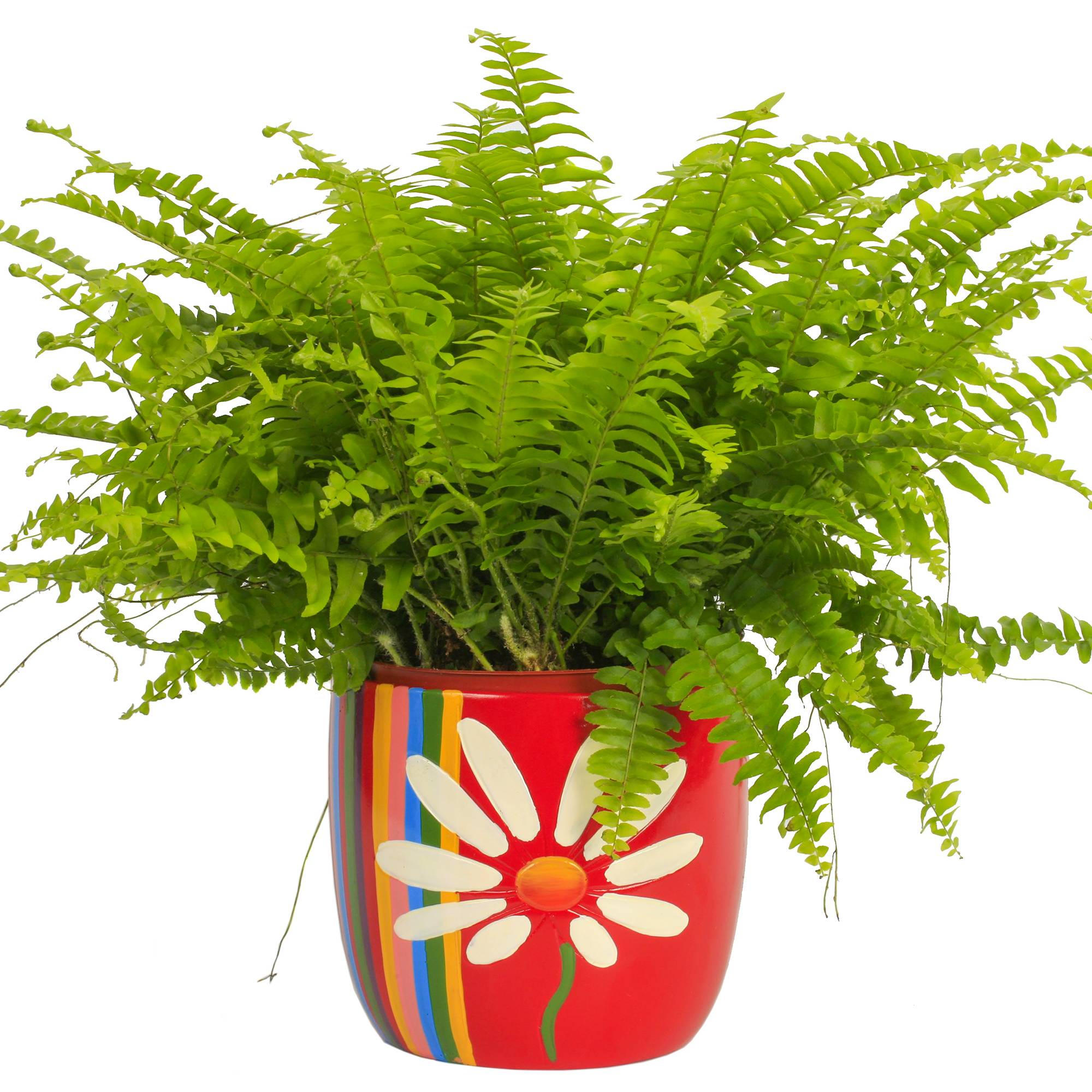 Gardenersdream - 1 X Nephrolepis Fougère De Boston | Plante D'Intérieur De Qualité Supérieure À Vendre | De 25 À 35 Cm (Pot Inclus) - GardenersDream - Imagen 1