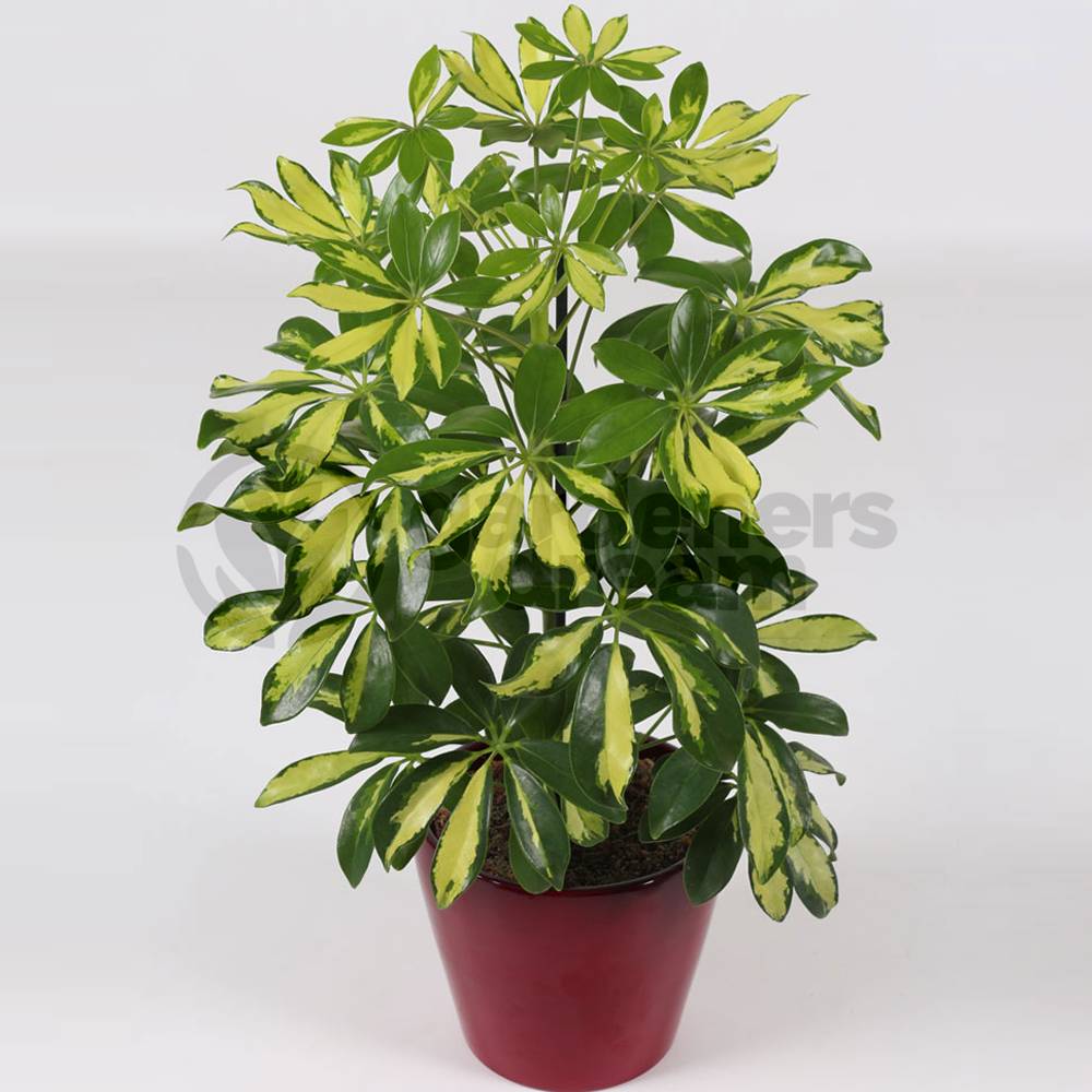 Gardenersdream - 13Cm Schefflera Gerda - 1 Plante - Home / Office Live Indoor Potted Plant Tree - GardenersDream - Imagen 2