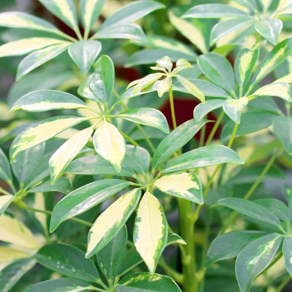 Gardenersdream - 13Cm Schefflera Gerda - 1 Plante - Home / Office Live Indoor Potted Plant Tree - GardenersDream - Imagen 3