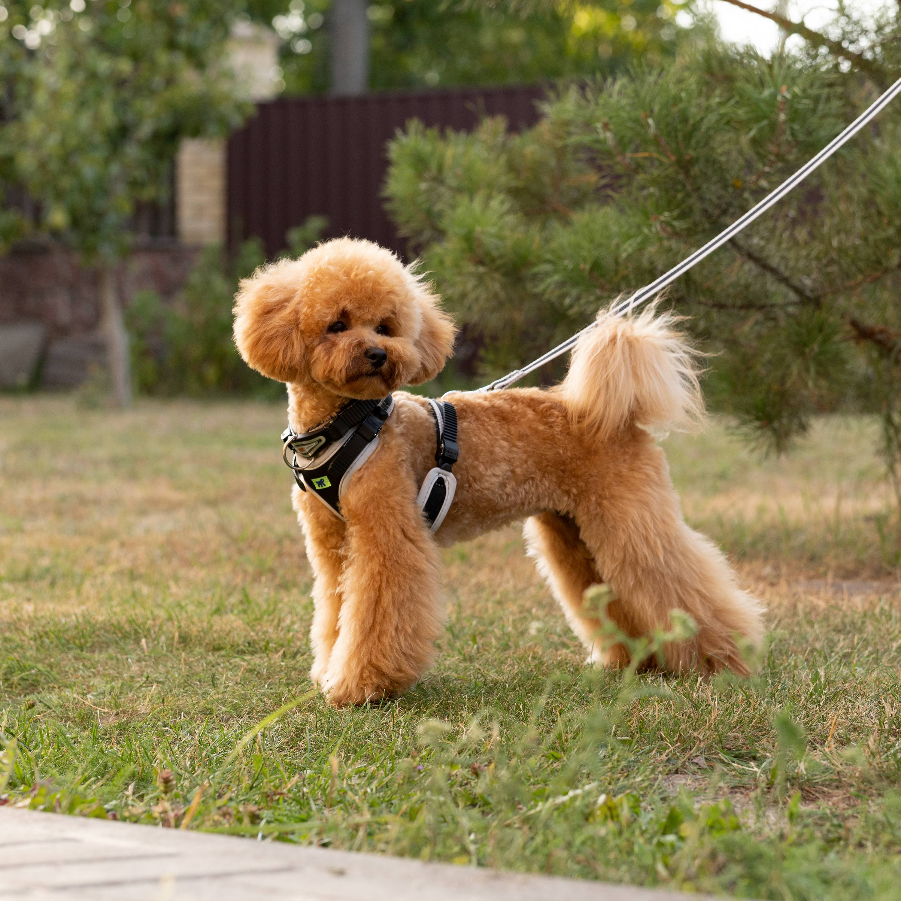 Ferplast - Ferplast Harnais pour Chien Petite Taille ERGOCOMFORT SMALL, Harnais pour Chien Ajustable, Confortable, Rembourré, Fermeture Double Micro-ajustement, - Imagen 3