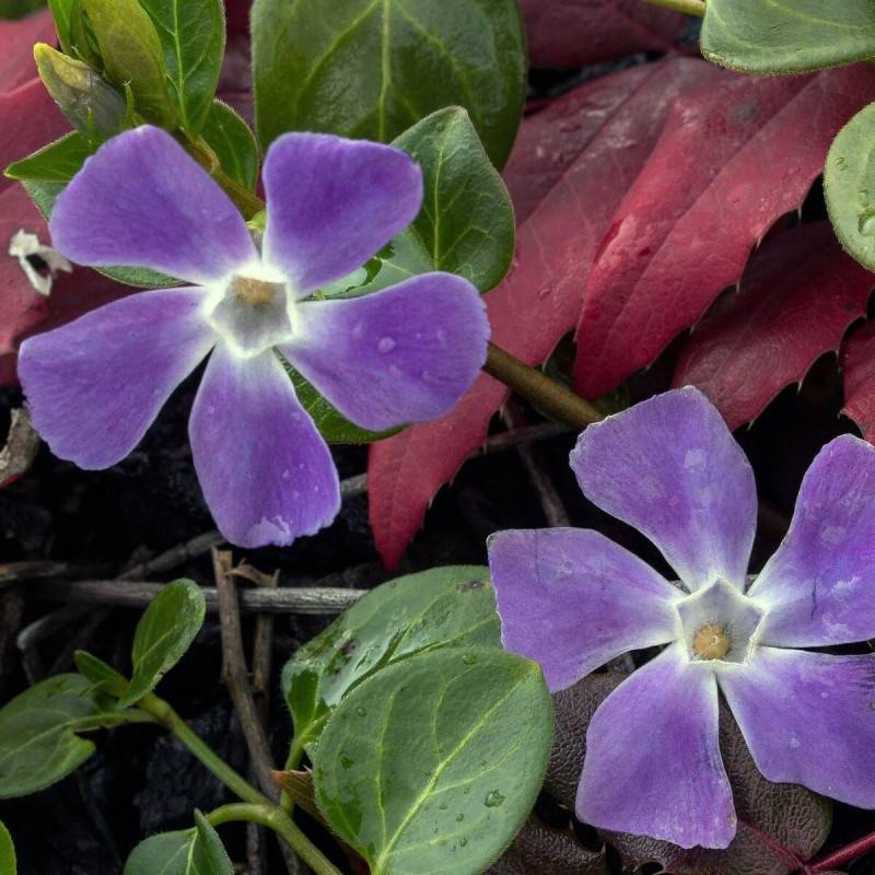 Pervenche minor à fleurs Bleue/ - feuillage Persistant - Pot de 3L - 40/60 cm - Imagen 2