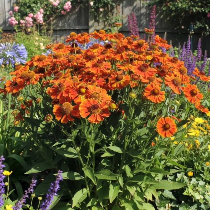Hélénie Waltraut, Helenium à fleurs Orange/ - feuillage Caduc - Godet - 5/20 cm - Imagen 1