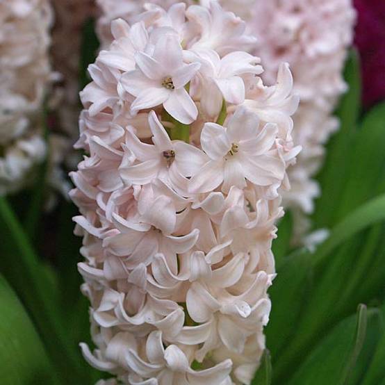 Promesse de Fleurs - Jacinthe China Pink Bulbe calibre 18+ (par 5)