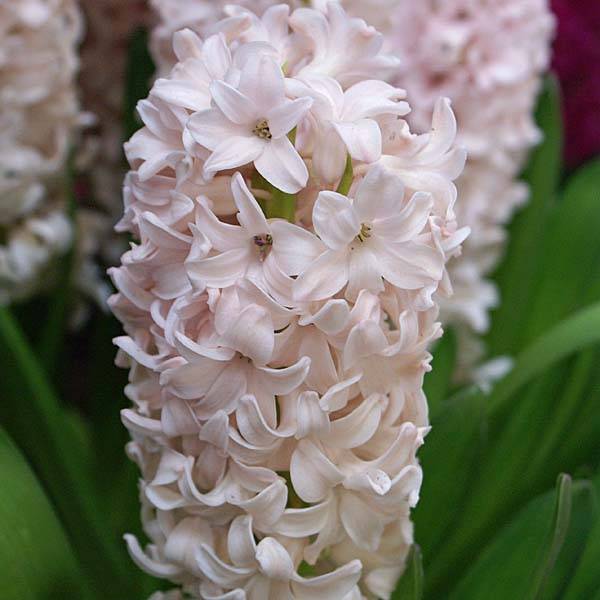 Promesse de Fleurs - Jacinthe China Pink Bulbe calibre 18+ (par 5)