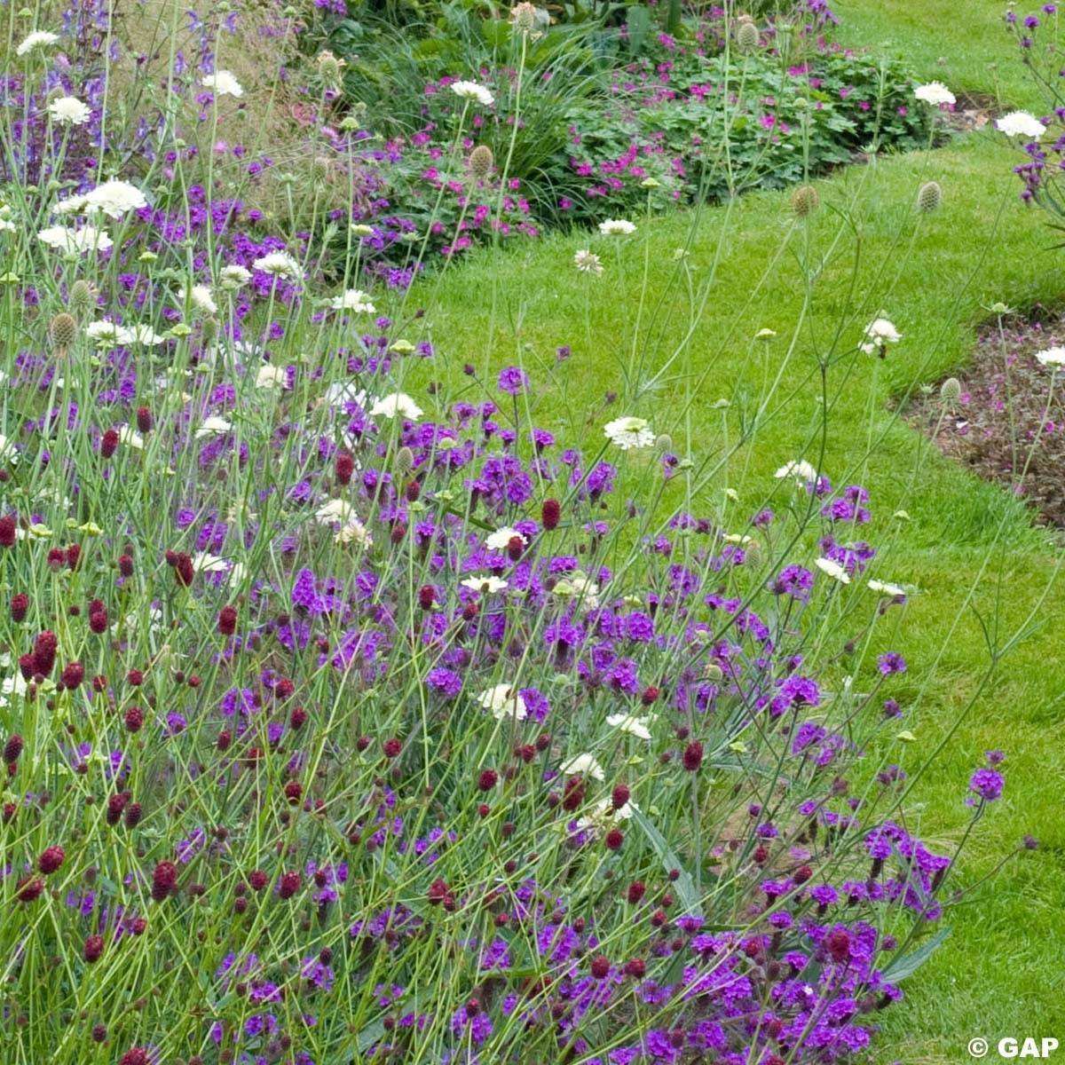 Promesse de Fleurs - Verbena rigida Venosa - Verveine rugueuse Godet de 8/9 cm