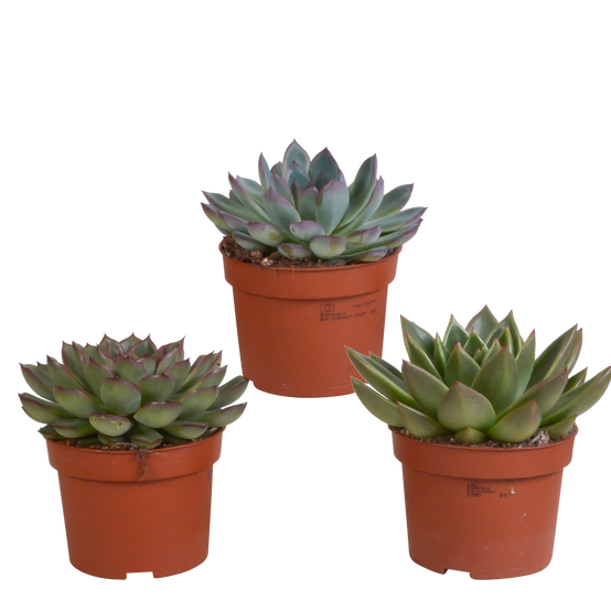 Mélange Echeveria 10,5 cm - 3x - sans pot - ↕21cm - Plantes d'intérieur - Image 1