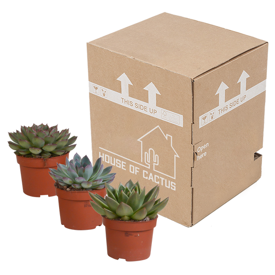 Mélange Echeveria 10,5 cm - 3x - sans pot - ↕21cm - Plantes d'intérieur - Image 3