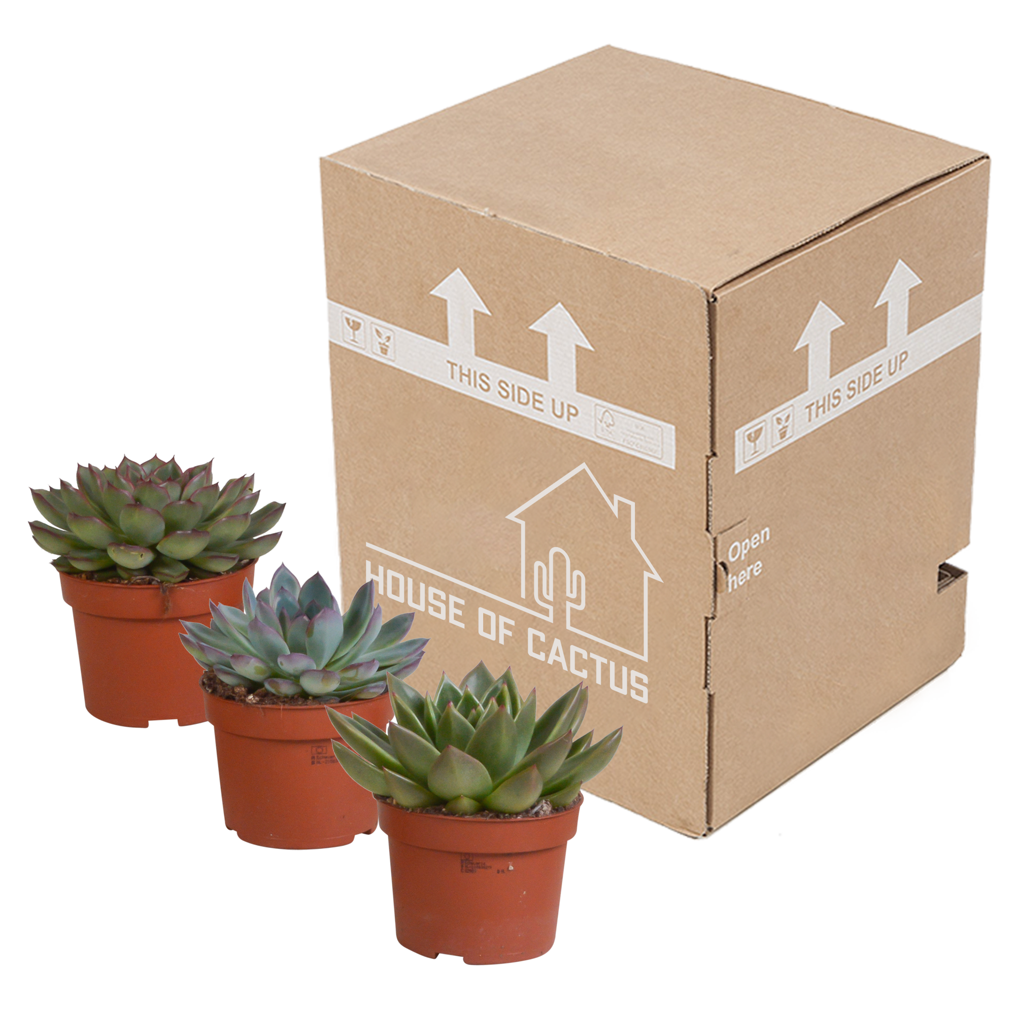 Mélange Echeveria 10,5 cm - 3x - sans pot - ↕21cm - Plantes d'intérieur - Image 3