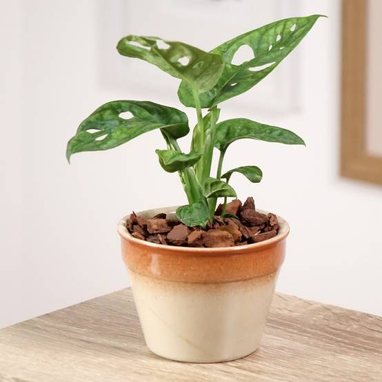 Monstera adansonii Mini-plante