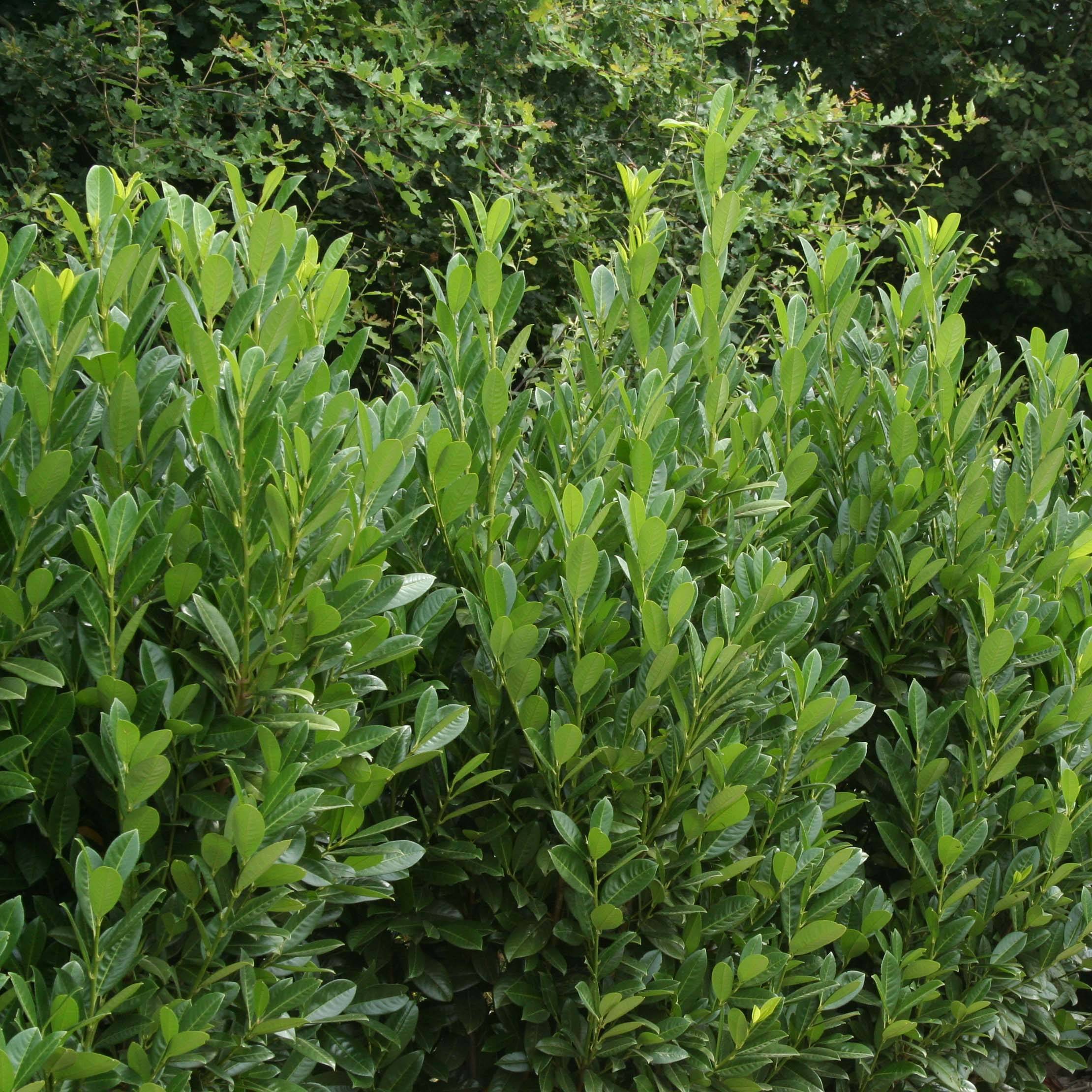 Laurier cerise - Prunus laurocerasus Greentorch Pot de 3L/4L - Image 1