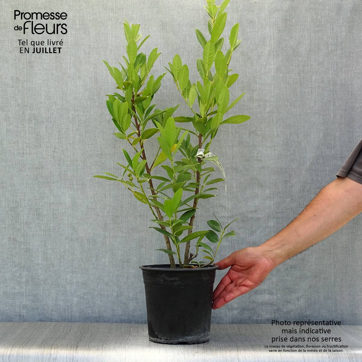Laurier cerise - Prunus laurocerasus Greentorch Pot de 3L/4L - Image 2