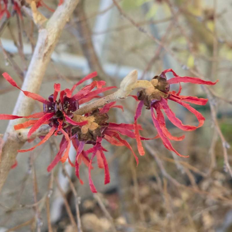 Hamamélis Diane, Noisetier de Sorcière à fleurs Rouge/ - feuillage Caduc - Pot de 7,5L - 60/80 cm - Imagen 4