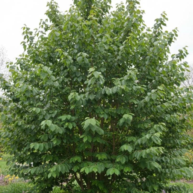 Hamamélis Diane, Noisetier de Sorcière à fleurs Rouge/ - feuillage Caduc - Pot de 7,5L - 60/80 cm - Imagen 8