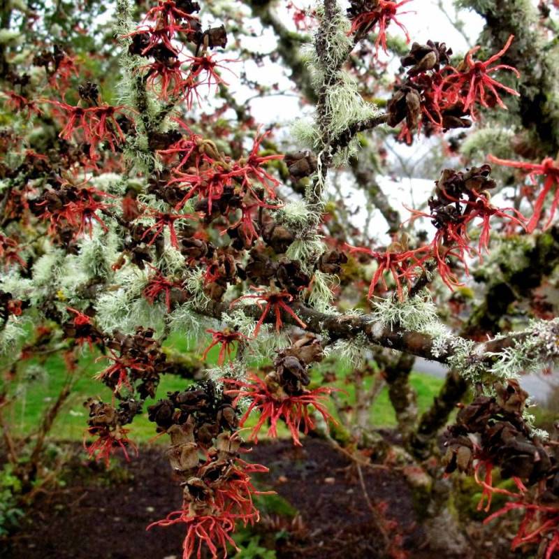 Hamamélis Diane, Noisetier de Sorcière à fleurs Rouge/ - feuillage Caduc - Pot de 7,5L - 60/80 cm - Imagen 3
