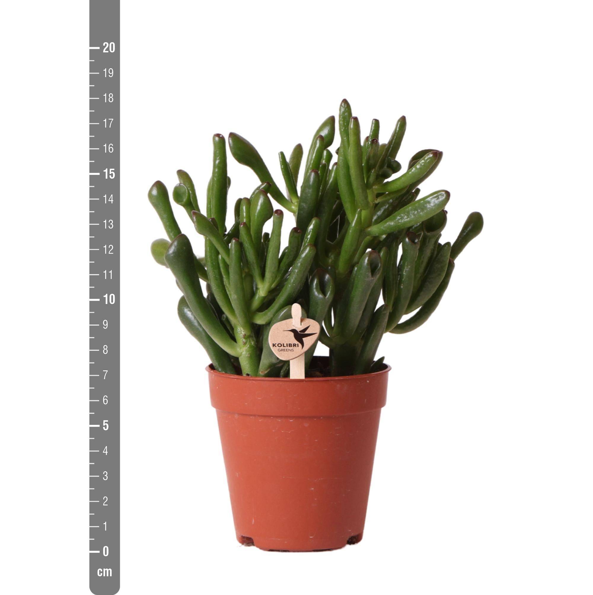 La Green Touch - Crassula Hobbit h18cm - succulente- La Green Touch - Image 2