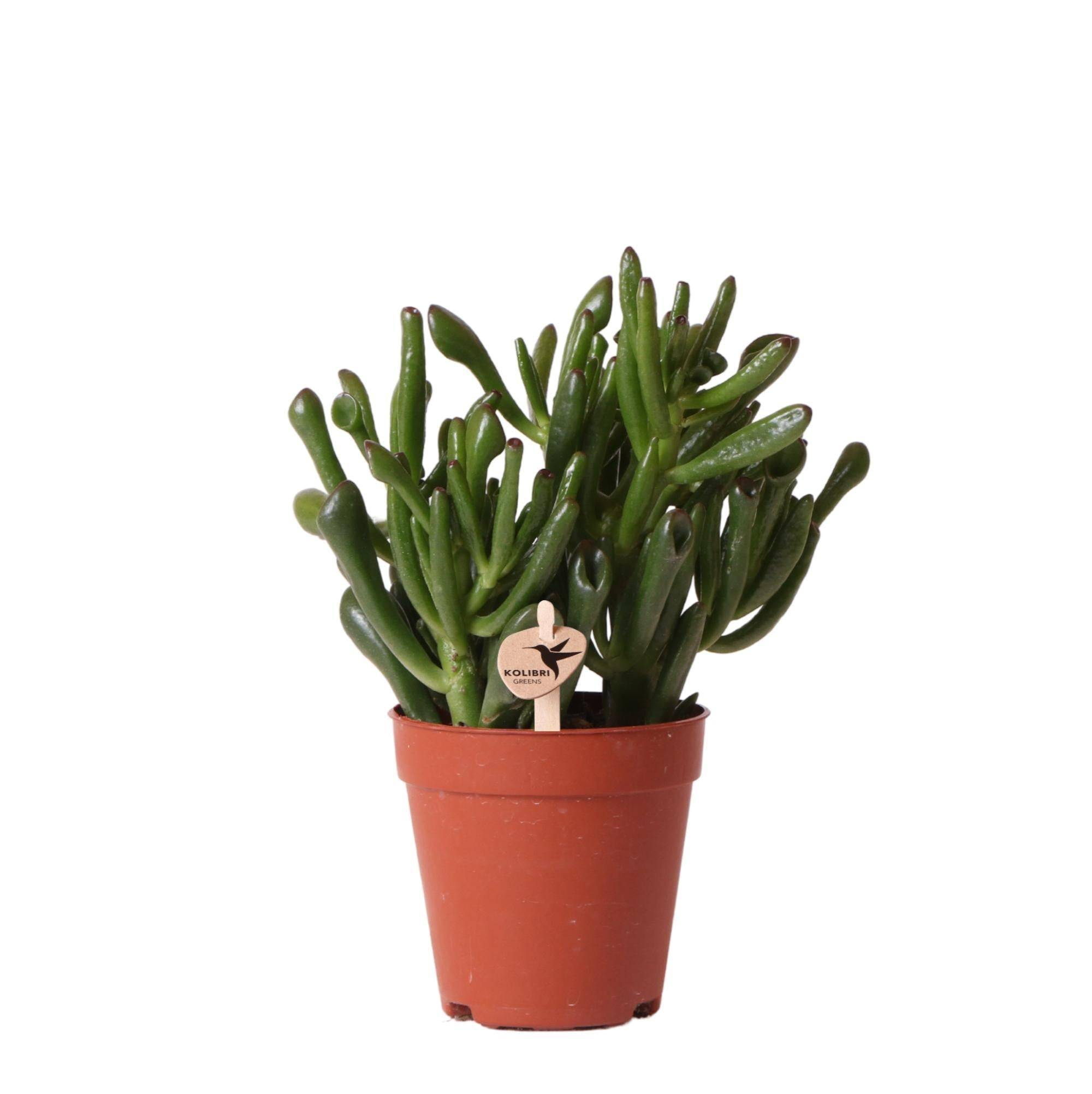 La Green Touch - Crassula Hobbit h18cm - succulente- La Green Touch - Image 1