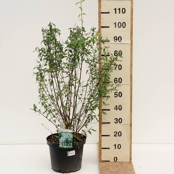 Seringat de Lemoine - Philadelphus Lemoinei Pot de 7,5L/10L - Image 2