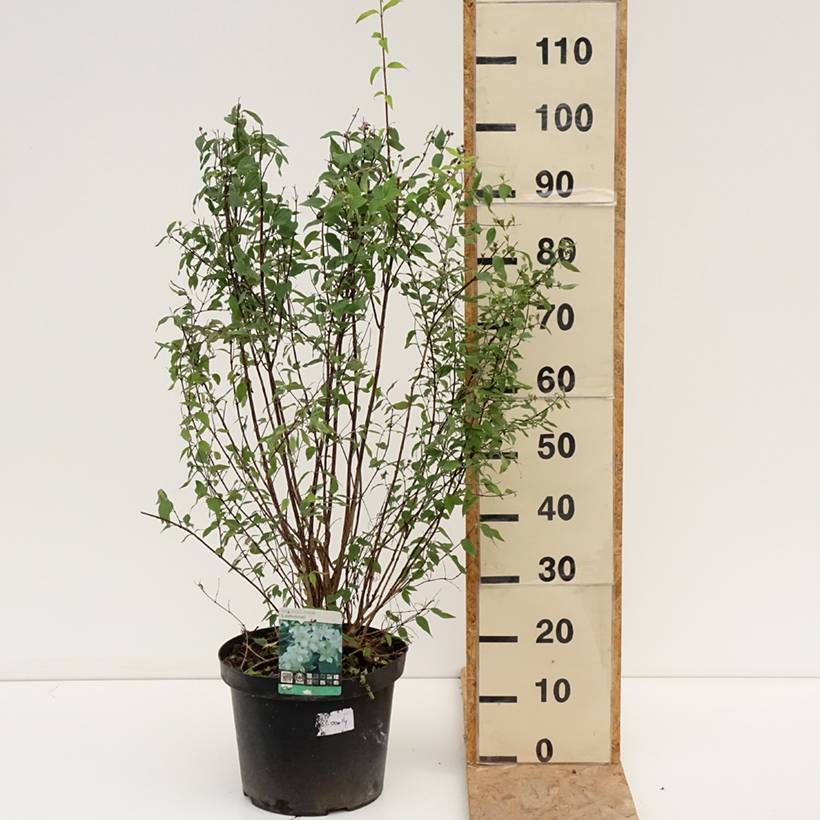 Seringat de Lemoine - Philadelphus Lemoinei Pot de 7,5L/10L - Imagen 2