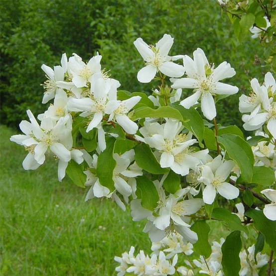 Seringat de Lemoine - Philadelphus Lemoinei Pot de 7,5L/10L - Image 1