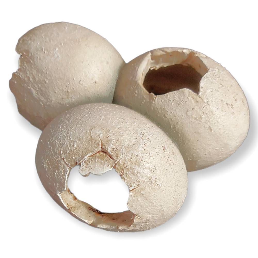 Trixie - Grotte en motif coquille d'œuf 15 x 6 x 12 cm pour reptiles - Imagen 2