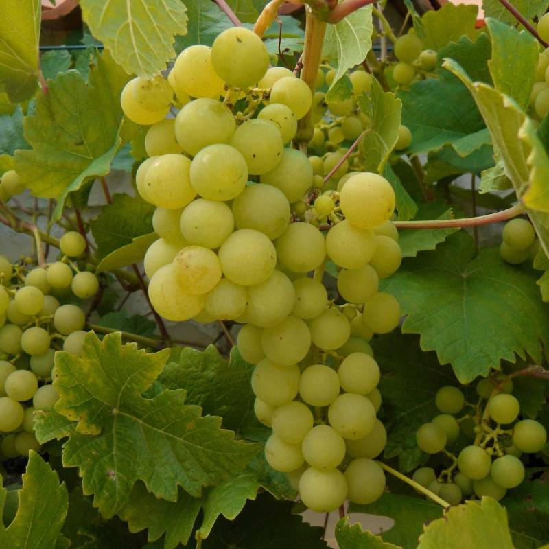 Vigne fraise Noah, Vigne de table - Godet - 5/20 cm - Imagen 5