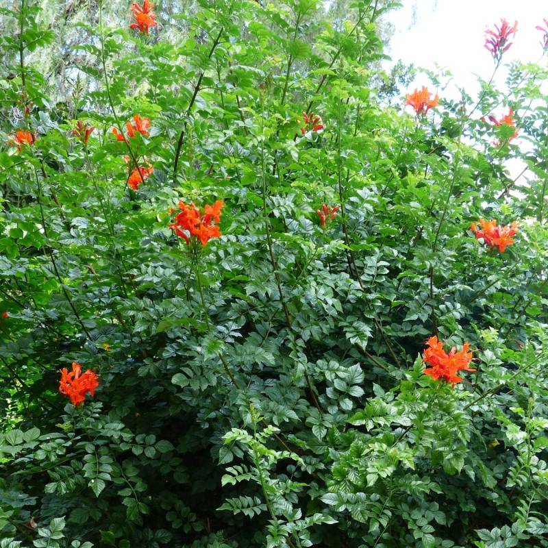 Bignone du Cap à fleurs Rouge - feuillage Caduc - Pot de 3L - Echelle bambou 60/120 cm-  hauteur à maturité De 2,50 m à 3,00 m - Imagen 1