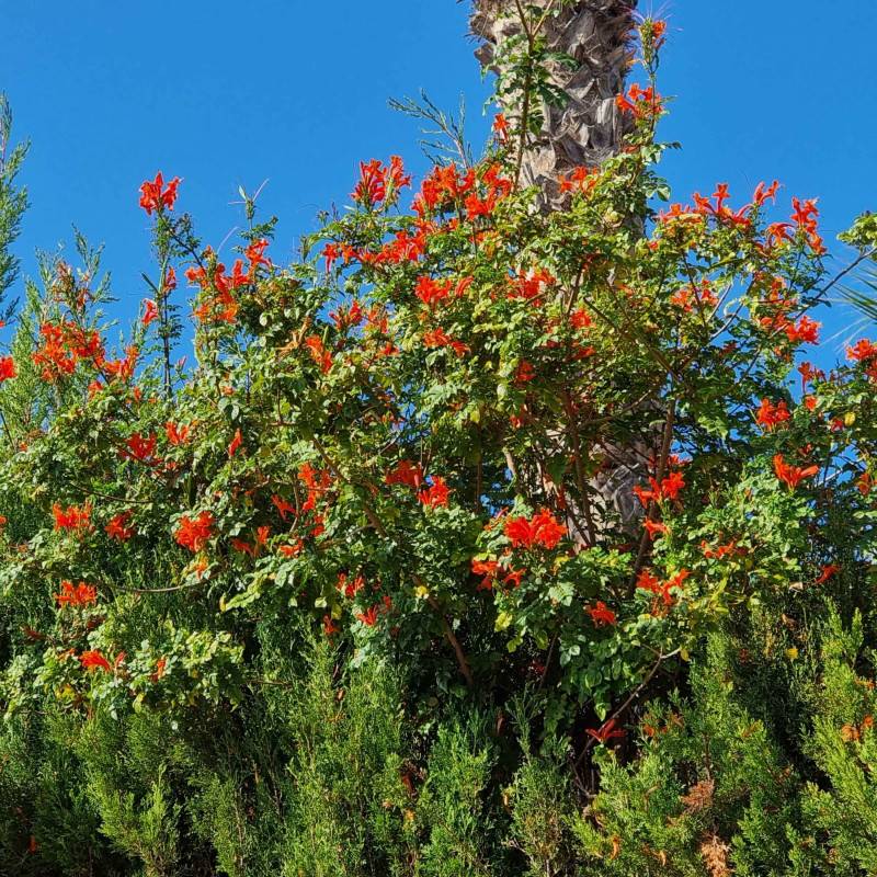 Bignone du Cap à fleurs Rouge - feuillage Caduc - Pot de 3L - Echelle bambou 60/120 cm-  hauteur à maturité De 2,50 m à 3,00 m - Imagen 3