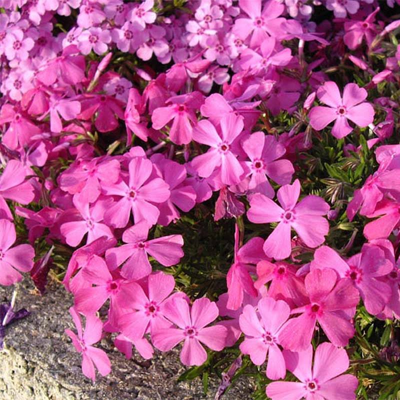 Phlox subulata McDaniel's Cushion - Phlox mousse Godet de 8/9 cm