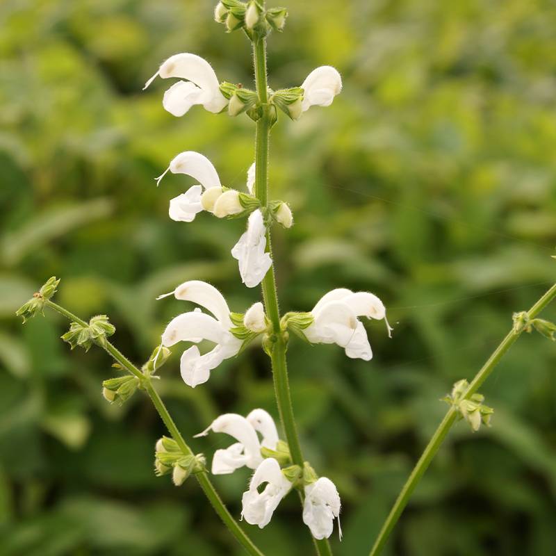 Promesse de Fleurs - Salvia pratensis Swan Lake - Sauge des près Godet de 8/9 cm