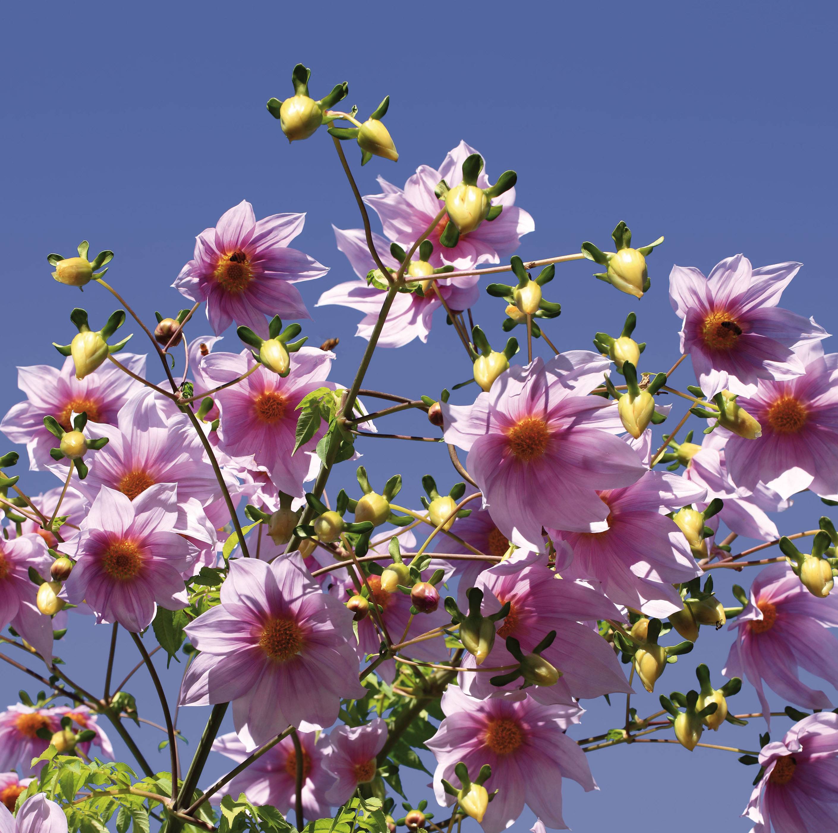 Dahlia imperialis - Dahlia impérial Bulbe calibre I