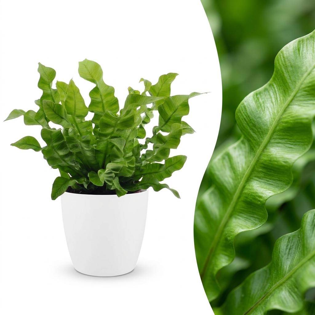 La Green Touch - Asplenium nidus Crispy Wave - Fougère nid d'oiseau - Avec cache-pot blanc - Pot Ø12 cm, H 30 cm - Image 1