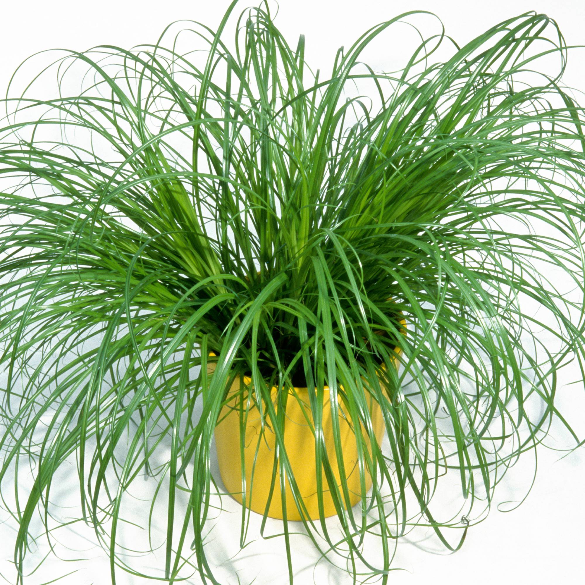Gardenersdream - Cypérus Zumula - Herbe À Chat | En Pot, Soutien Digestif Adapté Aux Chats | 20-30 Cm - GardenersDream - Image 1