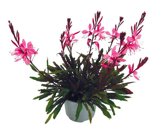 Gaura pot 10,5 cm - Image 1