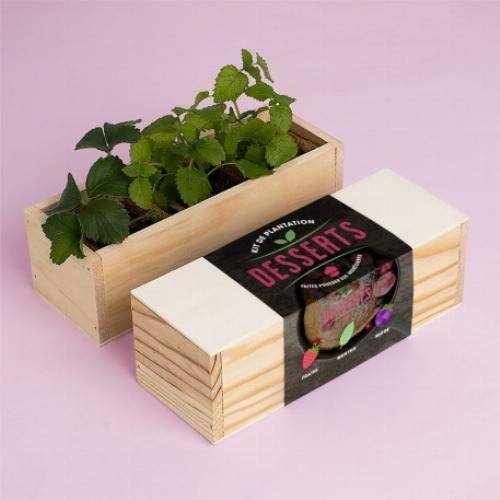 Kit culinaire d'auto culture - Gourmet - Imagen 2