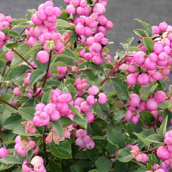 Symphorine Magical® Candy 'kolcam', Symphoricarpos à fleurs Blanche - feuillage Caduc - Pot de 3L - 20/40 cm- hauteur à maturité De 2,50 m à 3,00 m - Image 2