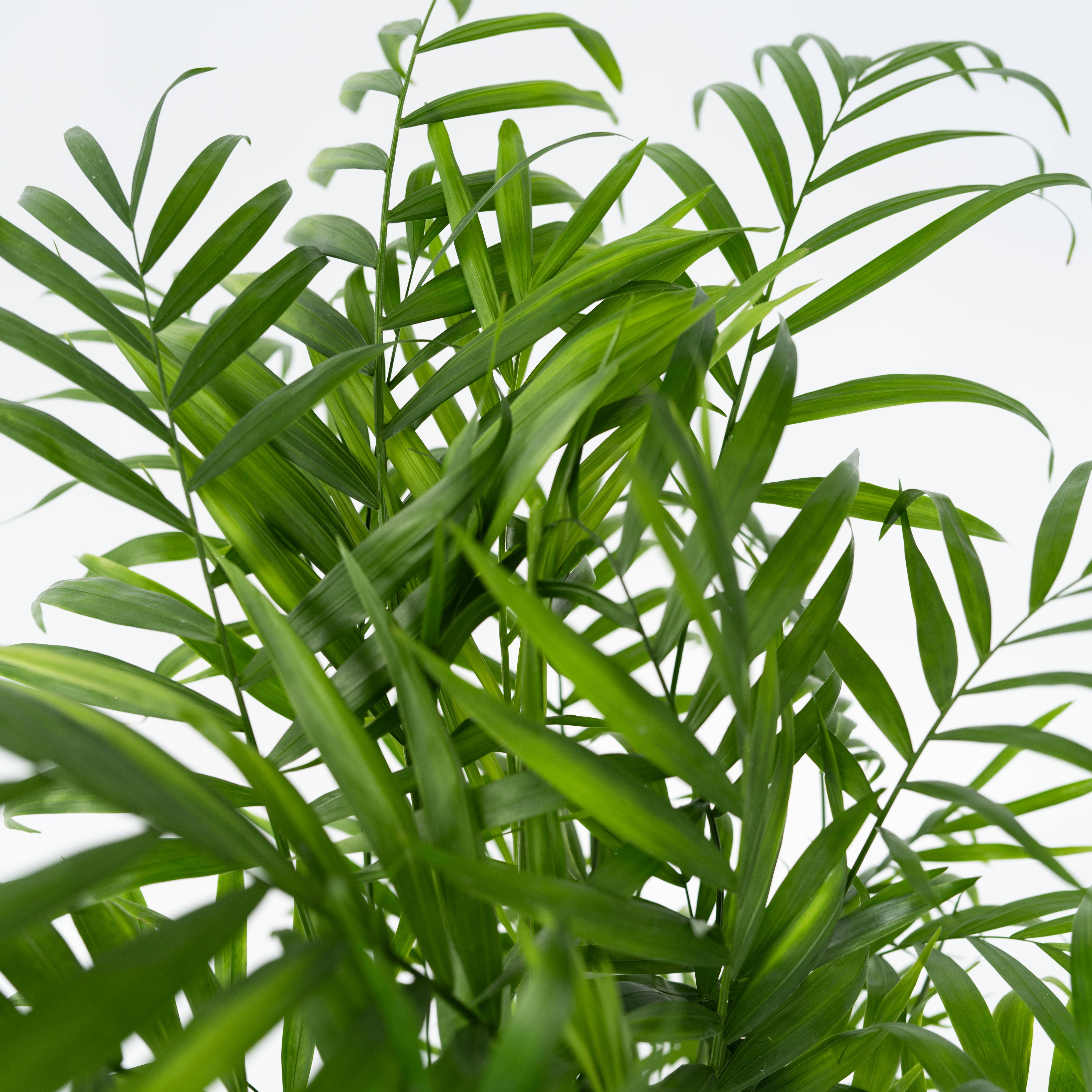 Plant In A Box - Palmier de salon - Chamaedorea elegans - Hauteur 50-60cm - ⌀17cm - Image 3
