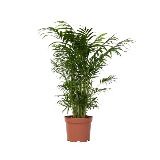 Plant In A Box - Palmier de salon - Chamaedorea elegans - Hauteur 50-60cm - ⌀17cm - Image 1