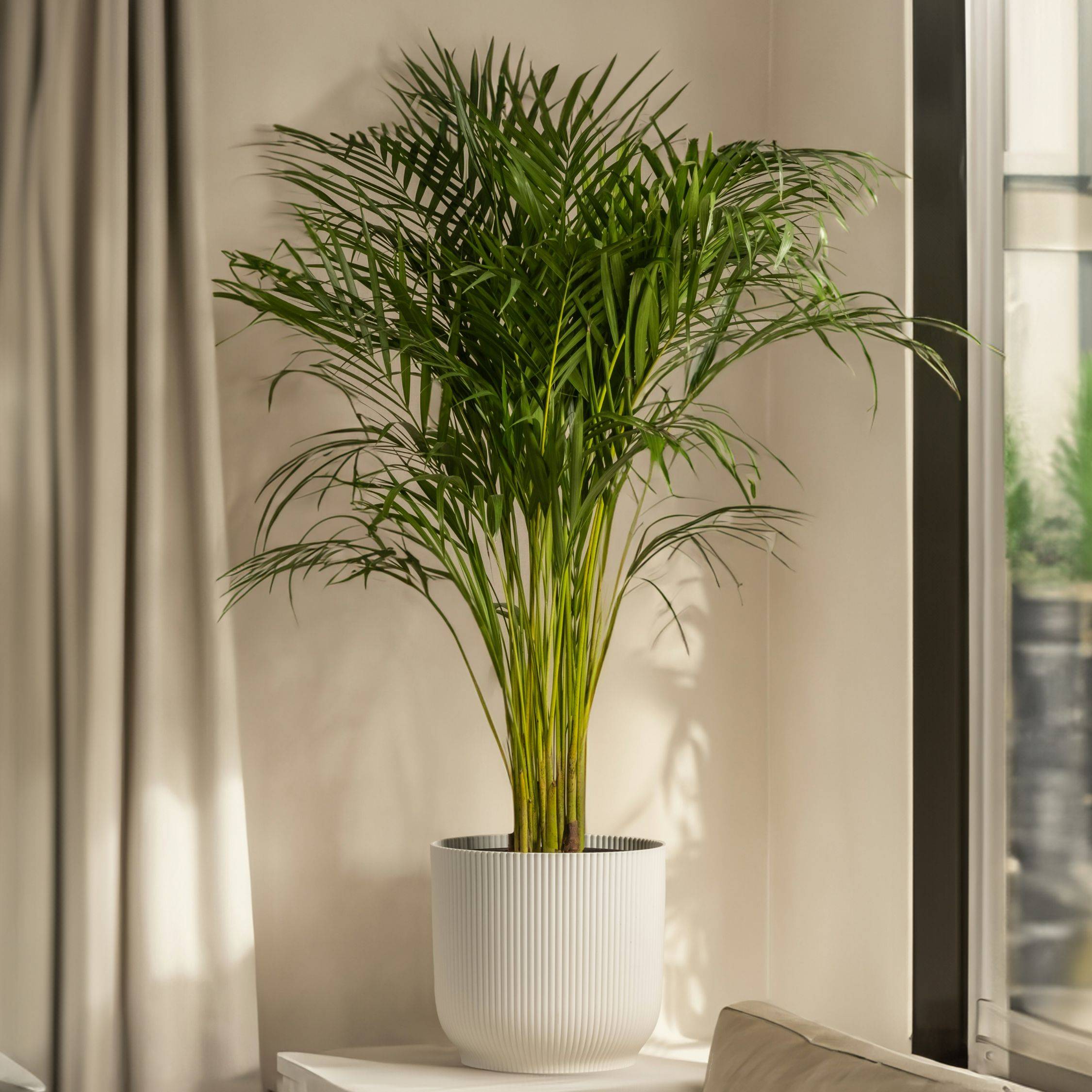 Plant In A Box - Palmier de salon - Chamaedorea elegans - Hauteur 50-60cm - ⌀17cm - Image 2
