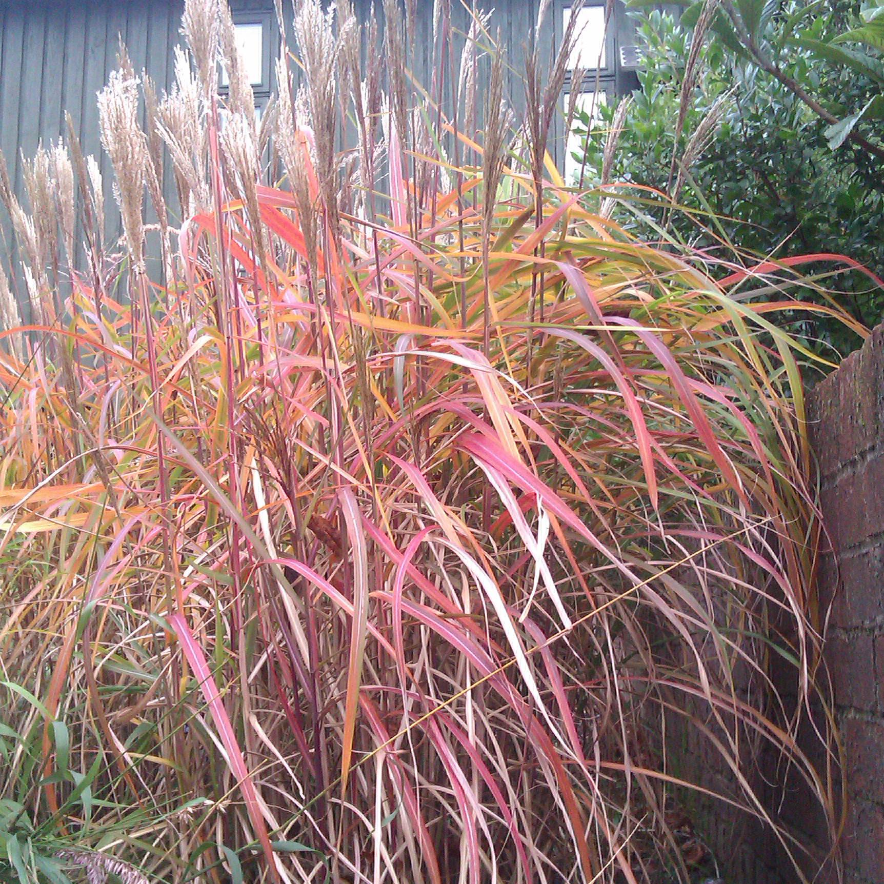 Promesse de Fleurs - Miscanthus sinensis Ghana - Roseau de Chine Godet de 8/9 cm