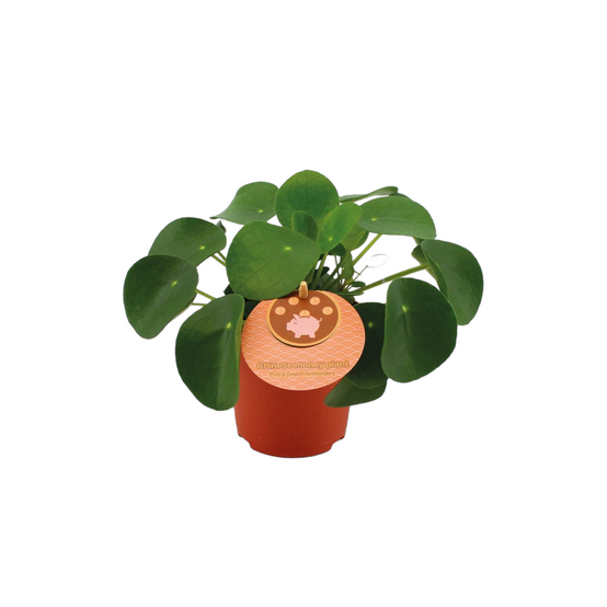 Pilea Peperomioides 15cm - Plante d'intérieur- La Green Touch - Image 1
