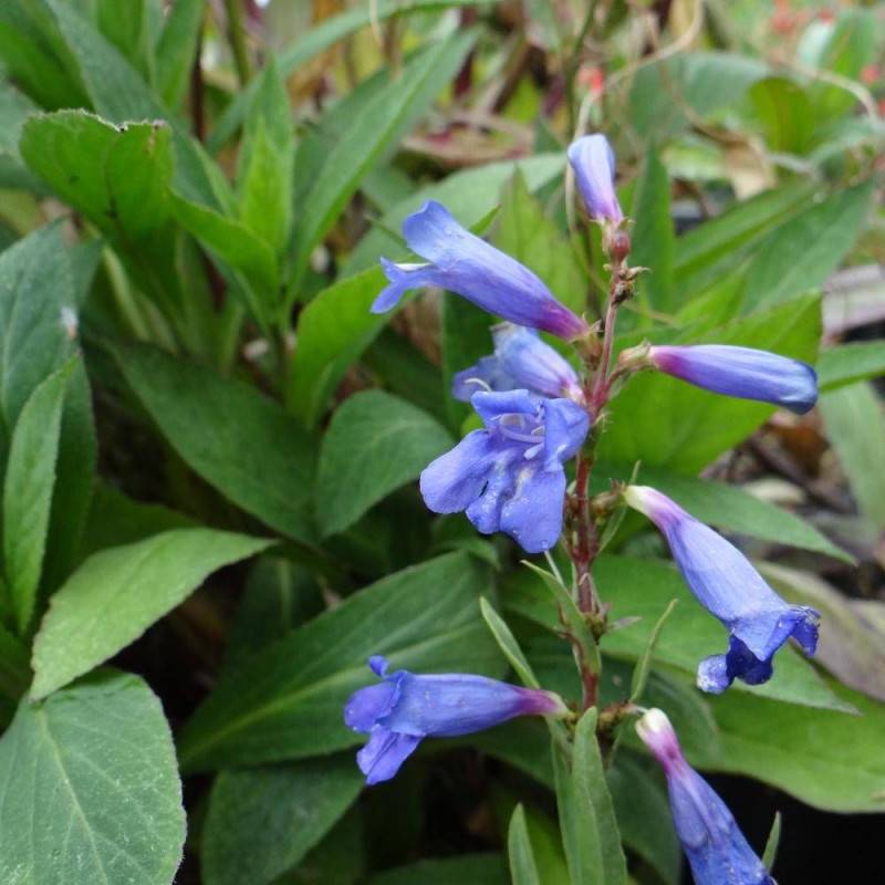 Penstemon Blue Spring à fleurs Bleue/ - feuillage Caduc - Godet - 5/20 cm - Imagen 2