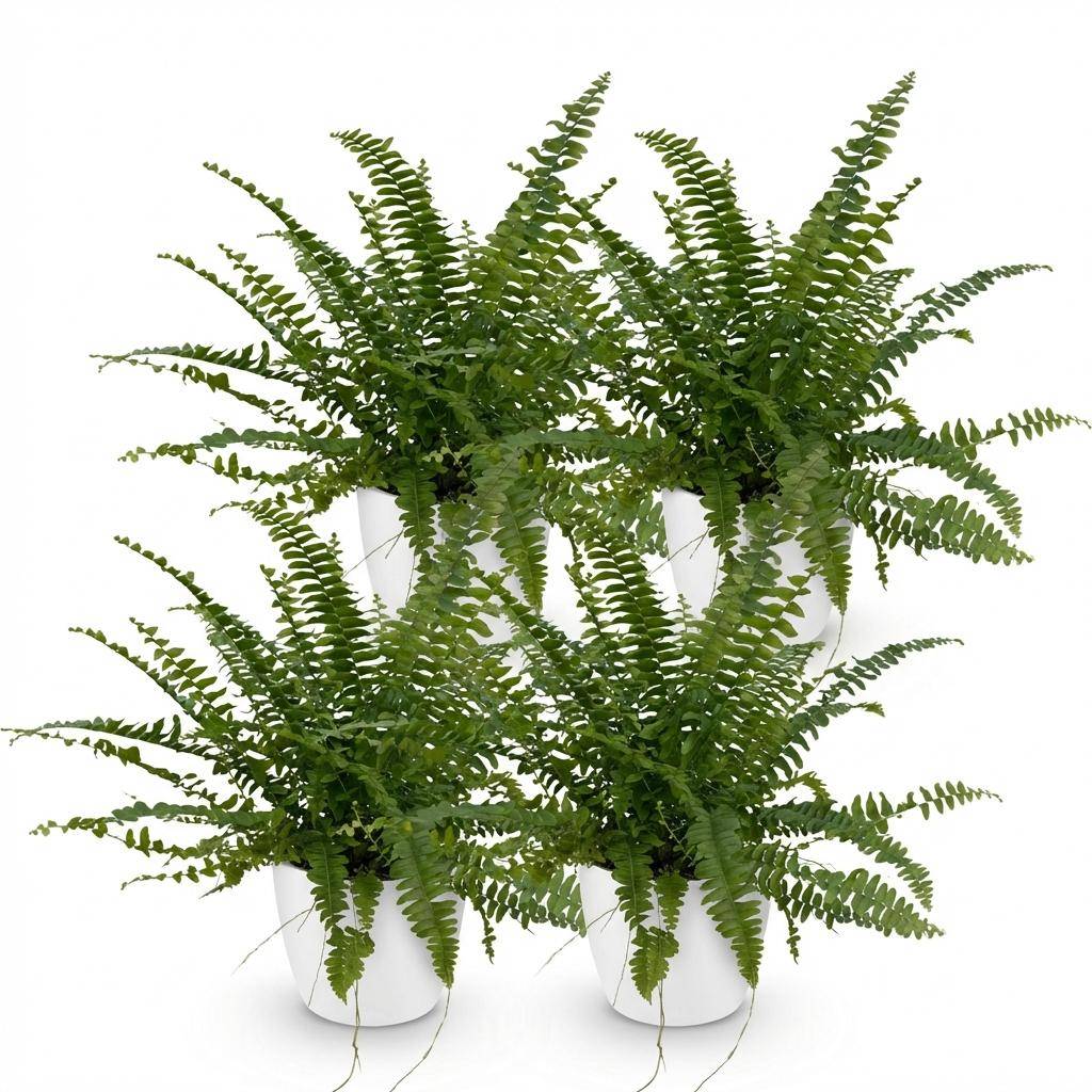 La Green Touch - Nephrolepsis Exaltata Vert Lady - H30cm - Image 4
