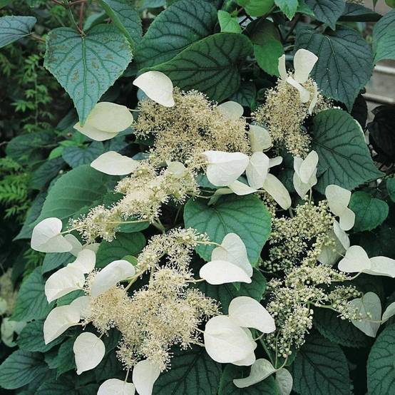 Hortensia grimpant Moonlight à fleurs Blanche - feuillage Caduc - Godet - 5/20 cm- hauteur à maturité De 5,00 m à 10,00 m - Image 1